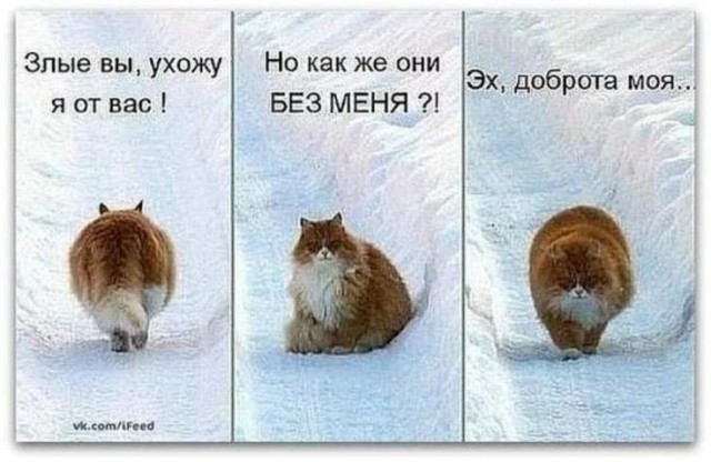 Этот кот очень любит гулять и совершенно ненавидит снег