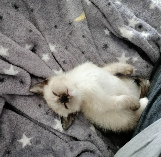 Сима. Детство. Успел к котовторнику))