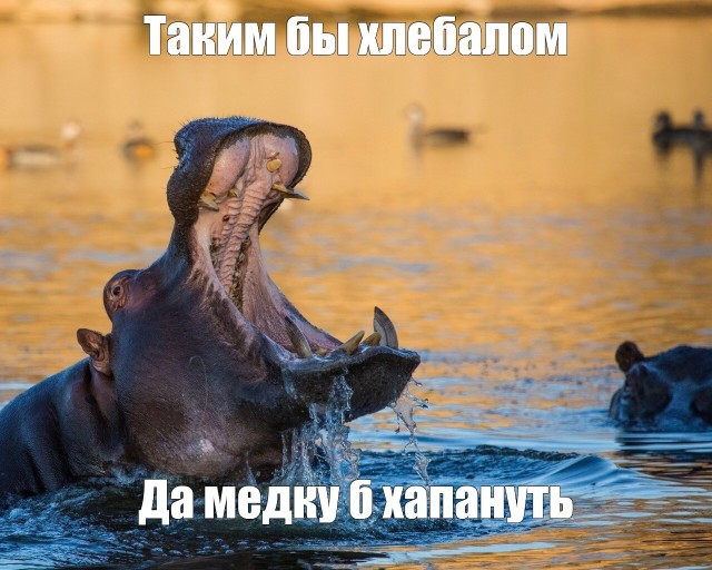 В Питере начали продавать гигантскую шаурму весом 2 килограмма