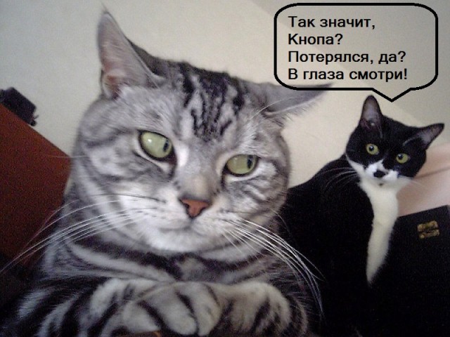 Потерялся котенок