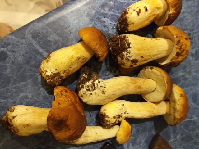 Грибы