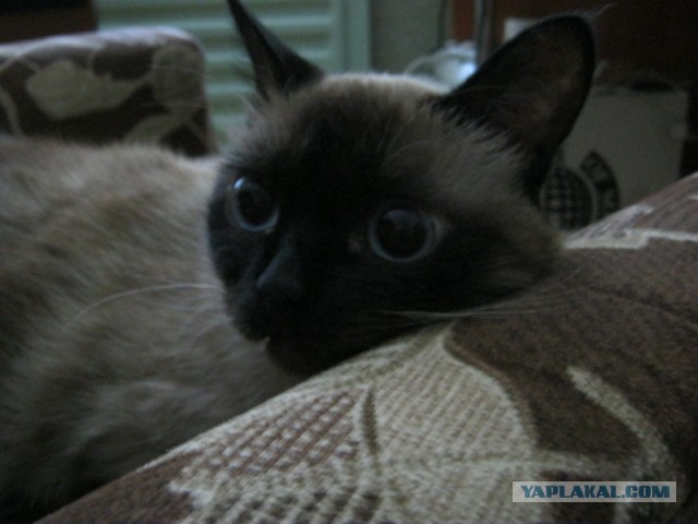 Котовторник   27.08.2013