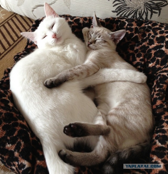 Котовторник 17.09.2013