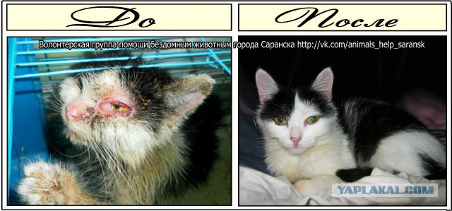 Про спасенных котеек