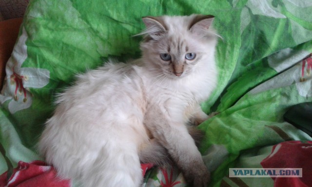 Котовторник 18.03.2014