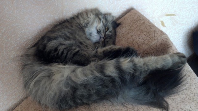 Котовторник  25.03.2014