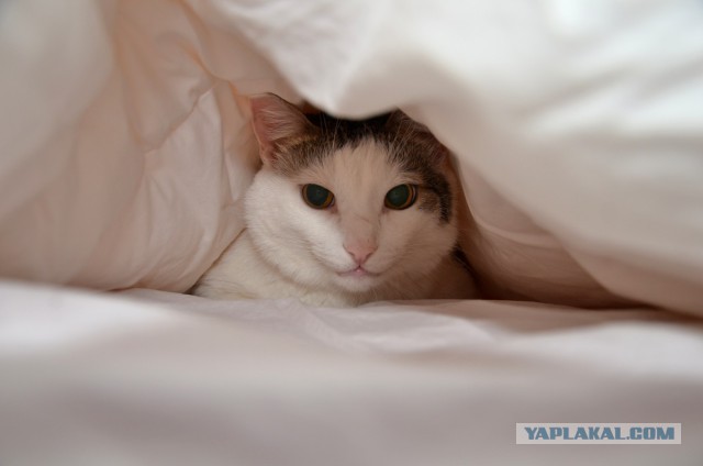 Котовторник  08.04.2014