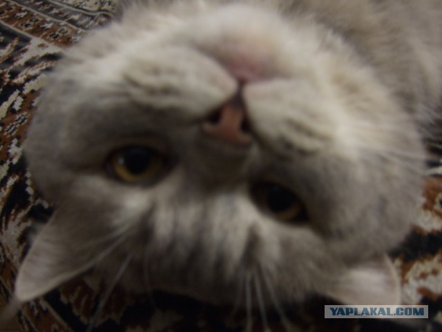 "Привез кота в ветклинику, долго мы его искали..."