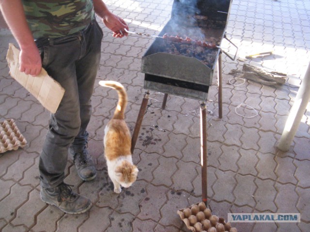 Котовторник 20.05.2014
