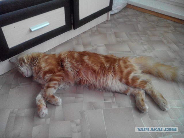 Котовторник 27.5.2014