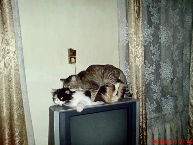 Котовторник 24.06.2014