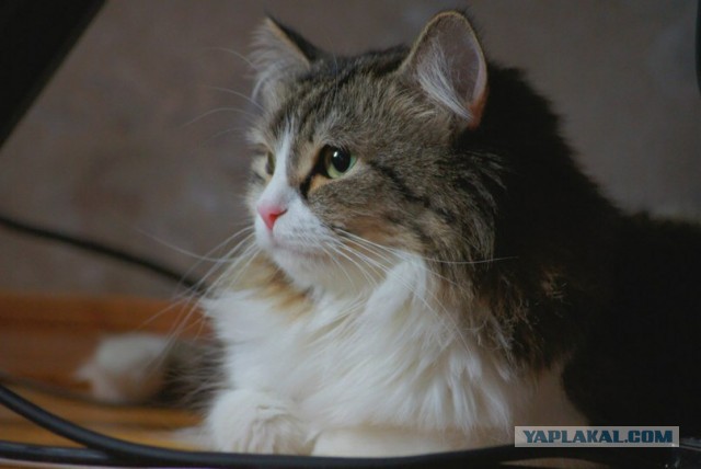 Котовторник 19.08.2014