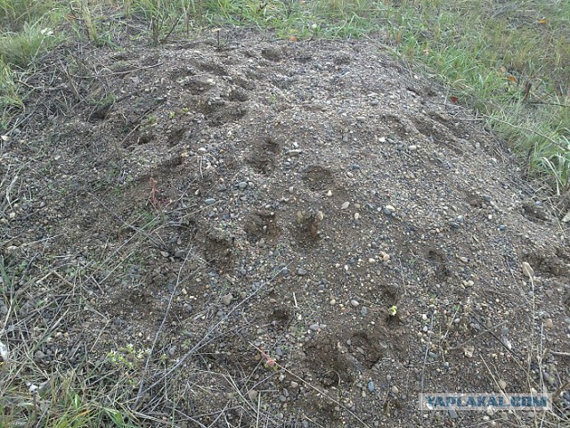 Хочу в Россию.