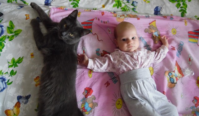Коты, из которых получились прекрасные няни