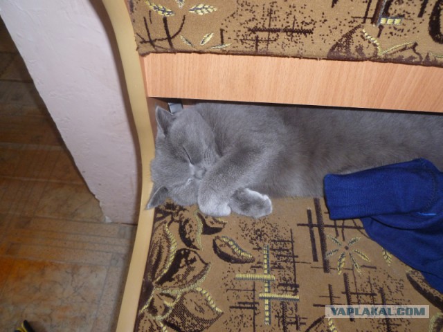 25 кошек, которые спят где угодно