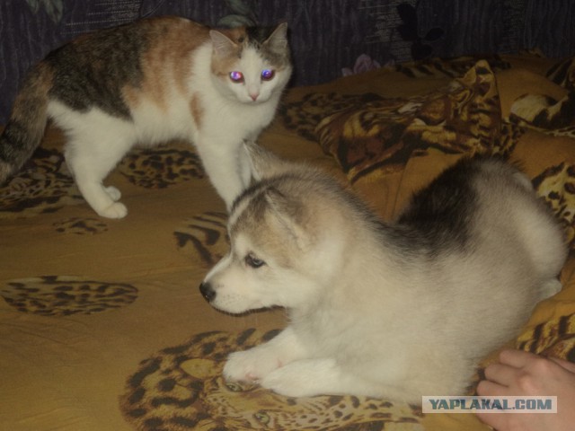 Мудрость хаски
