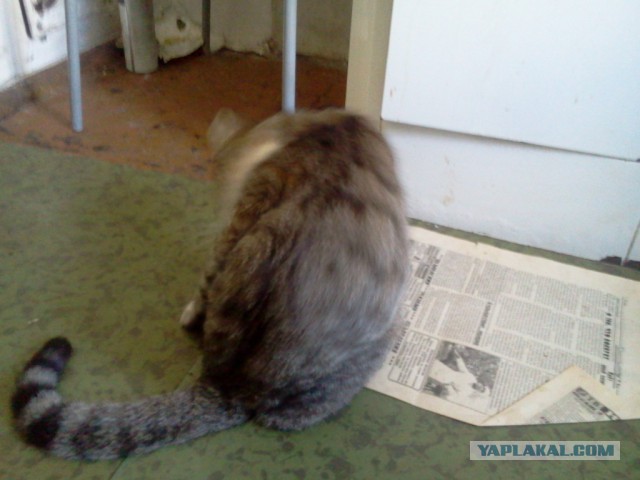 Котовторник
