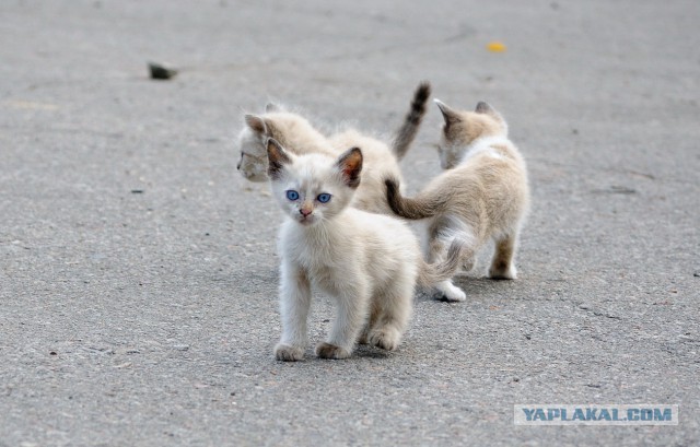 Котовторник 30,06, 2015