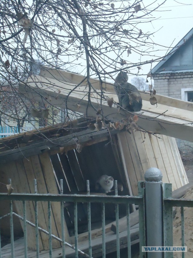 Мой личный котоленд 5