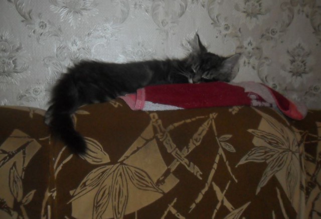 Котовторник 16.02.16