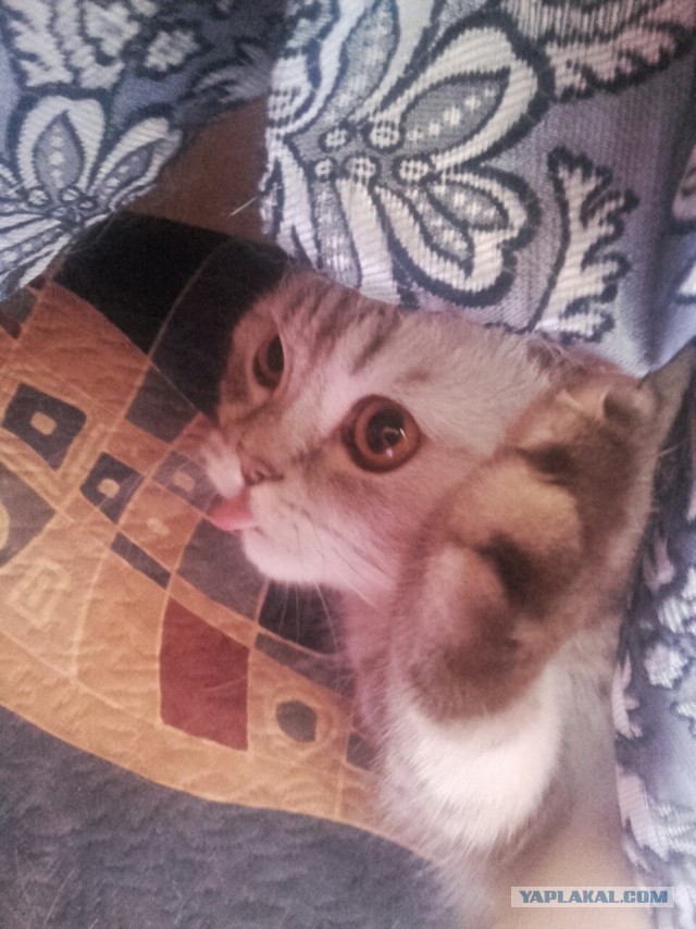 Котовторник 16.02.16