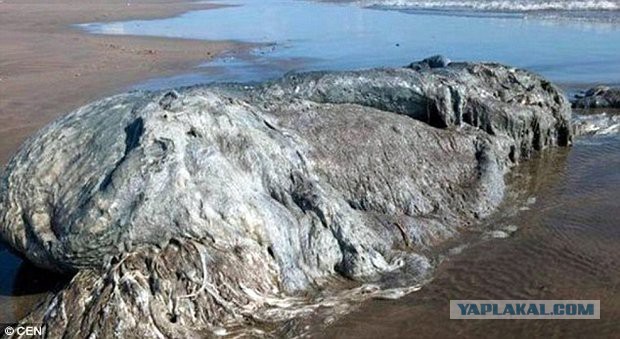 Гигантское загадочное животное вынесло на берег Тихого океана