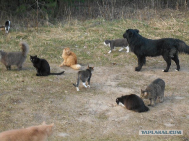 Жизнь домашнего приюта для котеек 108