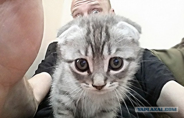 25 котят, которые так быстро выросли
