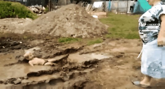 В гостях у бабушки