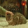 Аватары. Коллекция прикольных аватаров