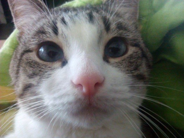 Котовторник 27.09.16