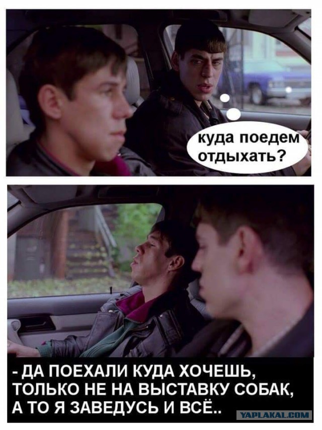 Панин ответил про собаку