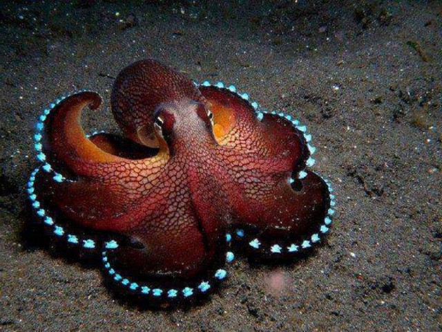 Самые смешные животные