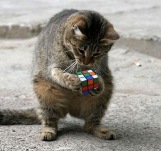 Коты из сети