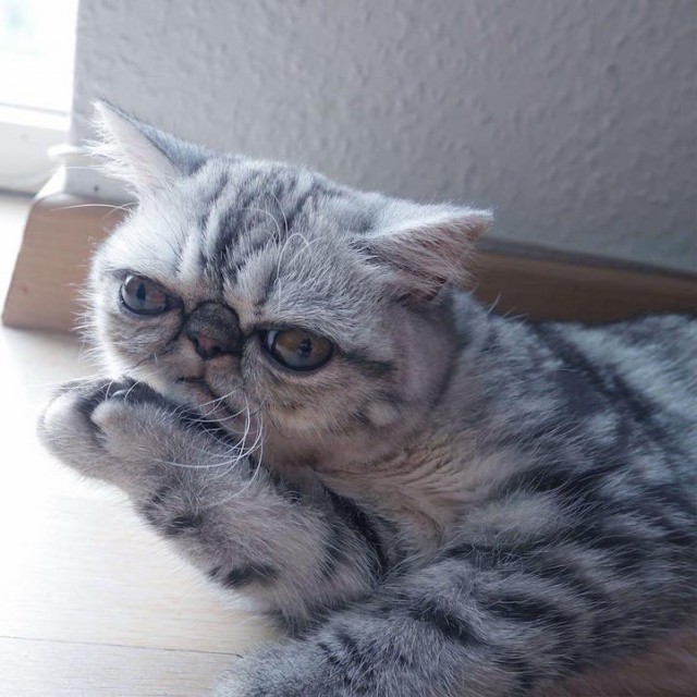 Коты из сети