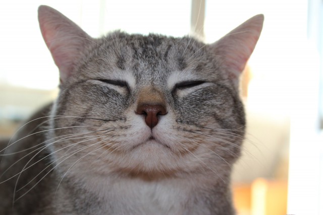 Коты и Кошки