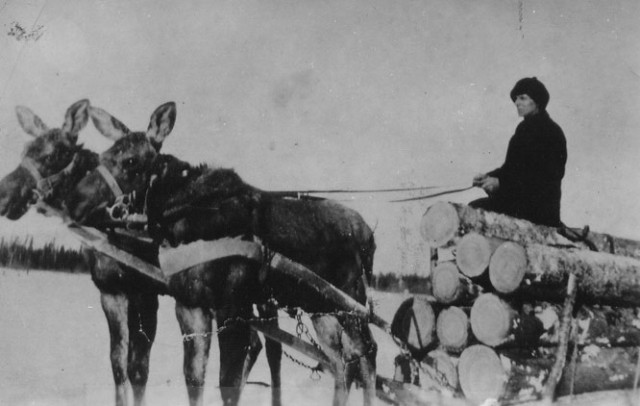 Лось Гриша живет на ферме, любит свою «маму» и дружит с собакой