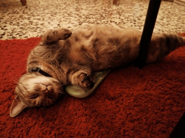 Коты и Кошки