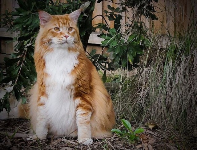 Коты и Кошки