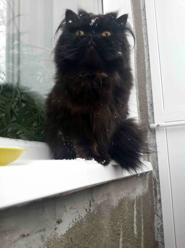 Котовторник 30.05.2017