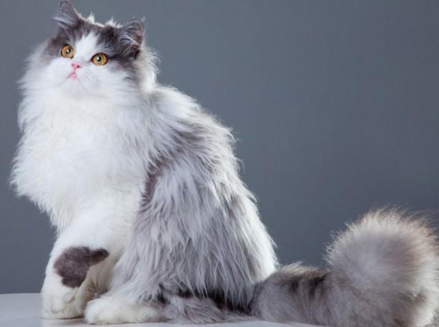 Коты и Кошки