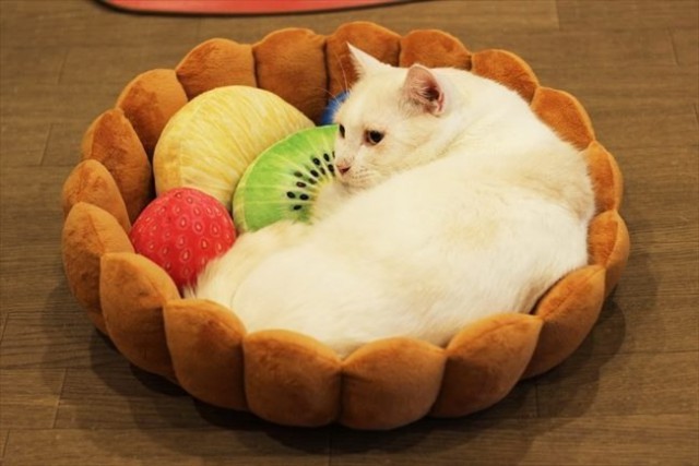Коты и Кошки