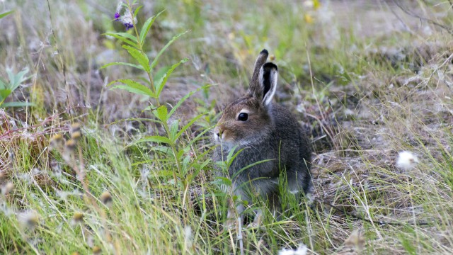 Просто Природа