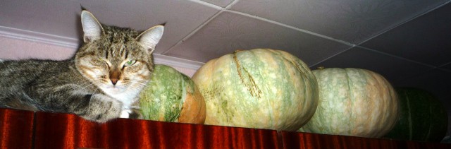 Кот без прикрас