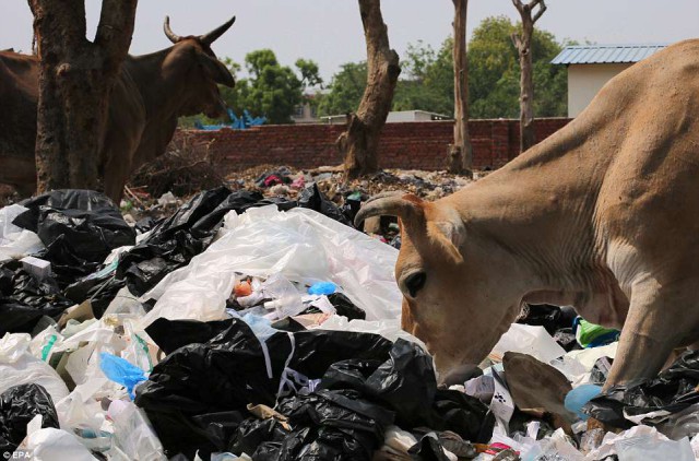 Жизнь в пластиковом аду: индийские трущобы полностью завалены мусором