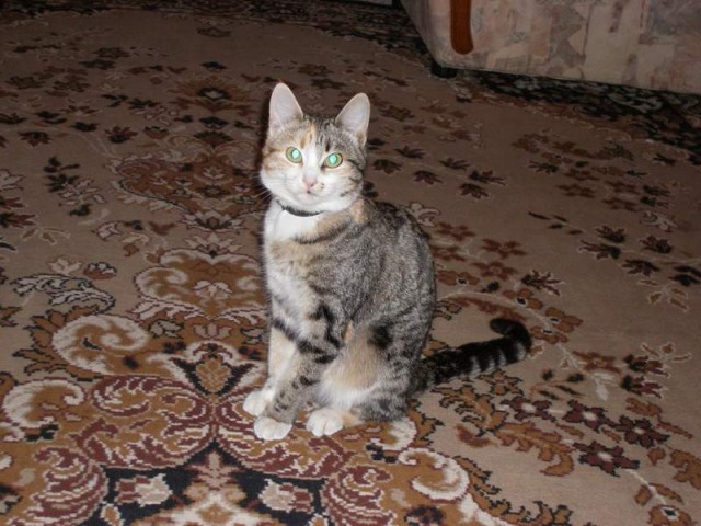 Прикольные коты на среду! ОЧЕНЬ МНОГО! Часть 2