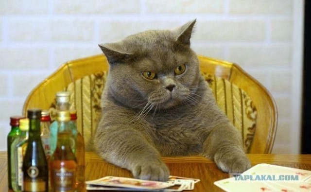 УРРААА ! Котовторник на ЯПлакалъ !