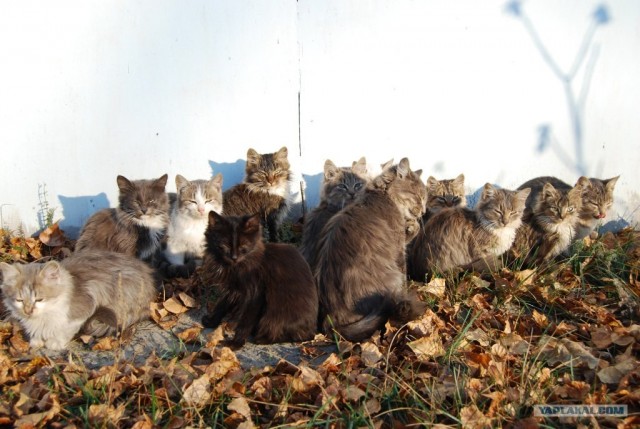 Котовторник на ЯПлакалъ