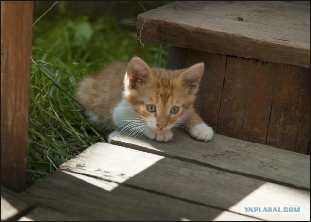 Котятовторник
