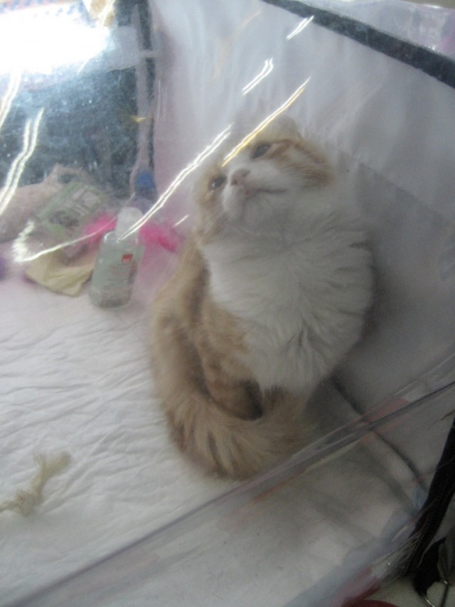 Котовторник 1.02.2011